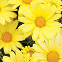 Argyranthemum 'Butterfly'