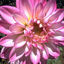 Dahlia