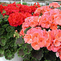 Geraniums