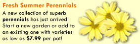 Fresh Summer Perennials