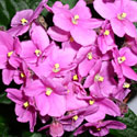 African Violet