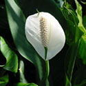 Peace Lily