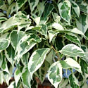 Ficus 'Starlight'