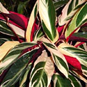 Stromanthe