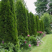 Arborvitae