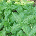 Basil