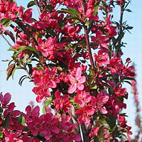 Crabapple