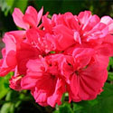 Zonal Geranium