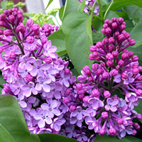 Lilac