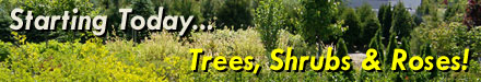Starting Today - Trees, Shrubs & Roses