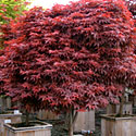 Japanese Maples