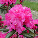 Rhododendron