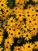 Rudbeckia