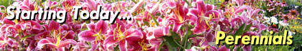 Starting Today - Perennials!