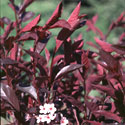 Purpleleaf Sand Cherry