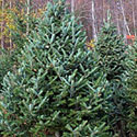Fraser Fir