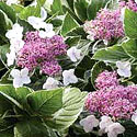 Hydrangea 'Light o' Day'