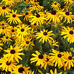 Rudbeckia fulgida 'Goldsturm'