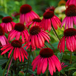 Echinacea 'Big Sky Twilight'