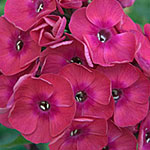 Volcano Phlox