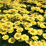 Doronicum 'Little Leo'