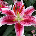 Lily