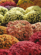 Garden Mums
