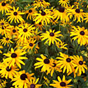 Rudbeckia 'Pot o Gold'