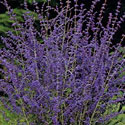 Russian Sage