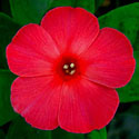 Volcano Phlox
