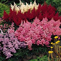 Astilbe