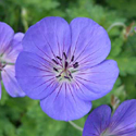 Jolly Bee Geranium
