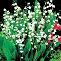 Lily of the Valley