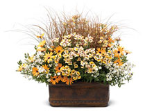 Fall Container