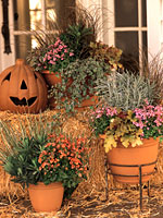 Fall Magic Annuals