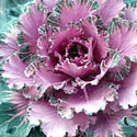 Cabbage & Kale