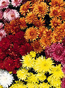 Garden Mums