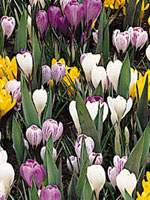 Spring Bulbs