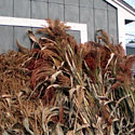 Corn Stalks