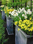 Bulbs in Containers