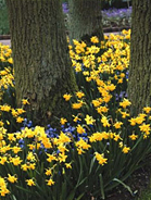 Daffodils