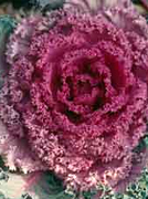 Flowering Kale