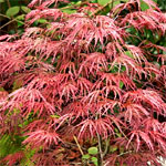 Japanese Maple