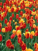 Oxford Tulips