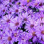 Aster