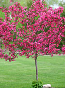 Flowering Crabapple Tree