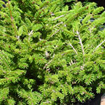 Evergreen Shrub