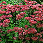 Sedum