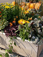 Fall Window Box