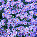 Aster
